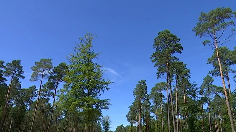 Agentschap Natuur en Bos gaat 30.000 bomen kappen in regio Heverleebos - Meerdaalwoud om bos gezond te houden