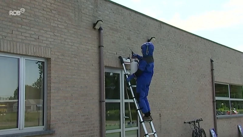 Privéfirma's komen uw wespennesten weghalen: goedkoper en sneller dan de brandweer