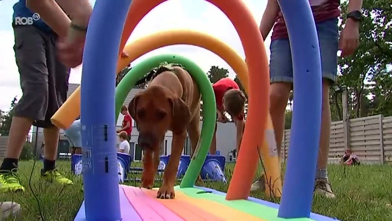 Op hondenkamp in Langdorp: "De honden zijn hier super lief en schattig"