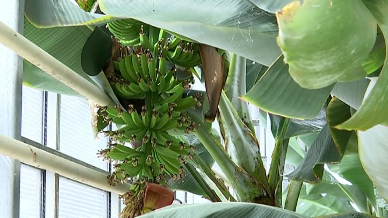 Worden onze bananen gered in Leuven? KU Leuven gaat op zoek naar oplossingen voor zieke bananen