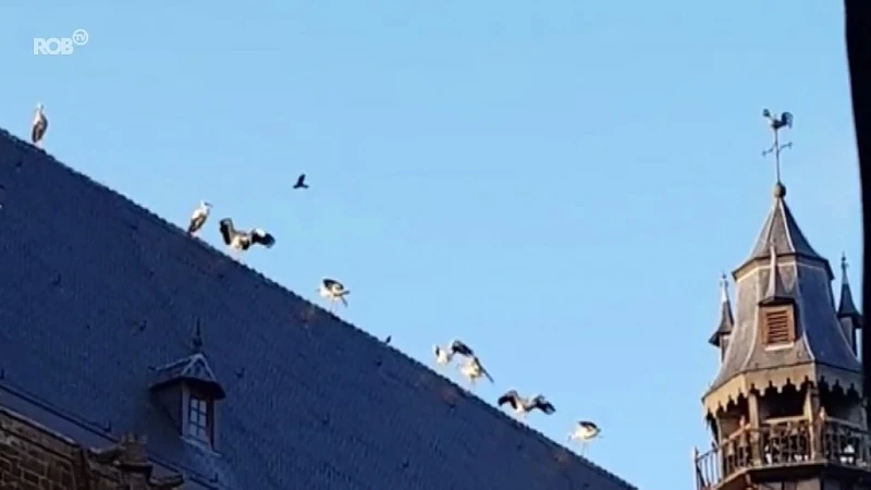Na Blanden krijgt ook Diest bezoek van kolonie ooievaars