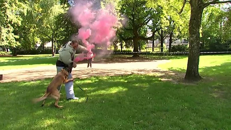 Leuvense politiehonden tonen kunnen tijdens demonstratie