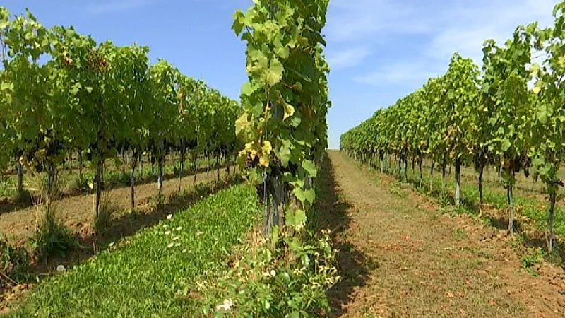 Sprankelend Hageland: op bezoek bij wijndomein de Petrushoeve in Bekkevoort