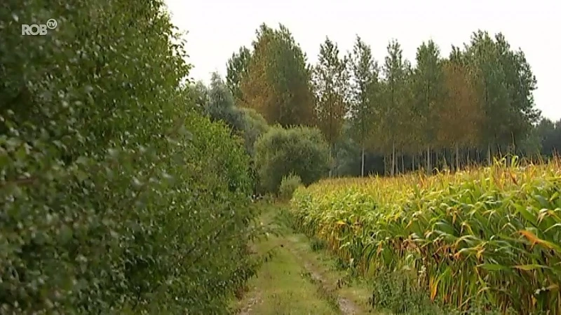 Natuurpunt kapt 2 hectaren populierenbos in Grote Getevallei