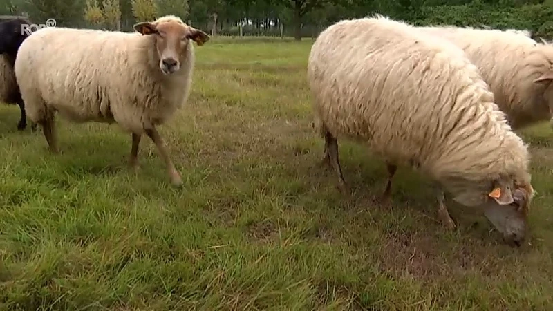 Hof ter Hoeven in Zoutleeuw is allereerste levend erfgoedhof van België