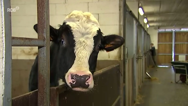 Dierenasiel De Zorghoeve in Leefdaal moet op zoek naar een nieuwe locatie