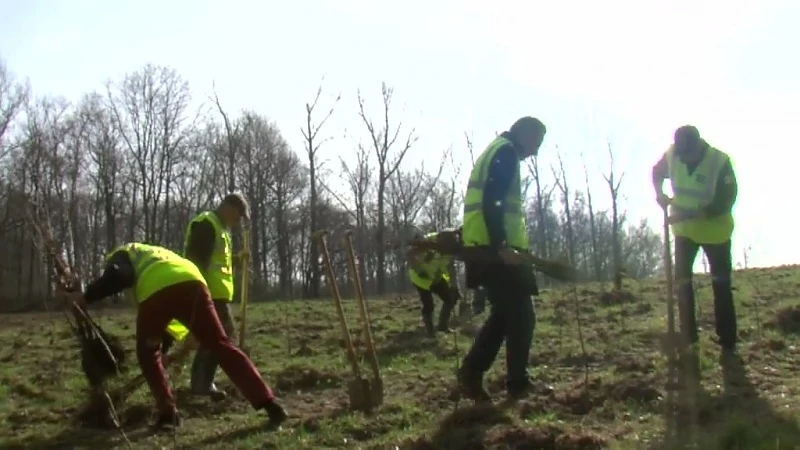 Wie in Boutersem trouwt, krijgt vanaf volgend jaar een boom cadeau van gemeentebestuur