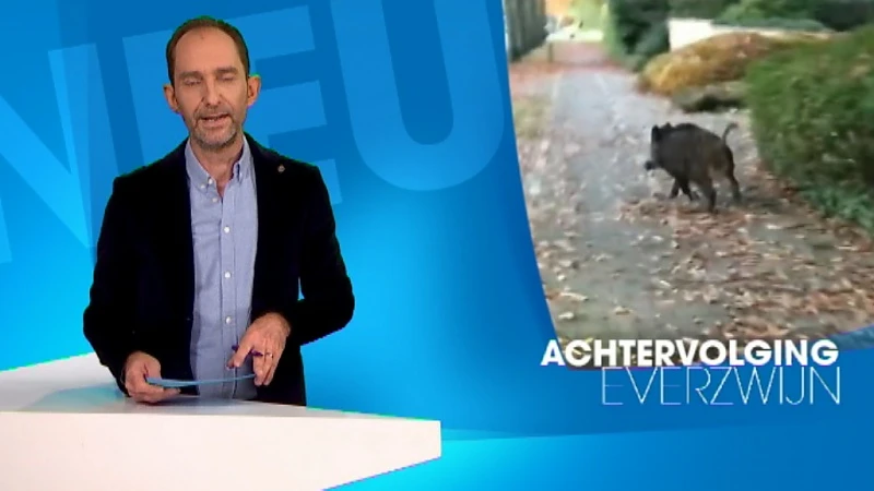 Opvallende verschijning in Heverlee: everzwijn is even de weg kwijt