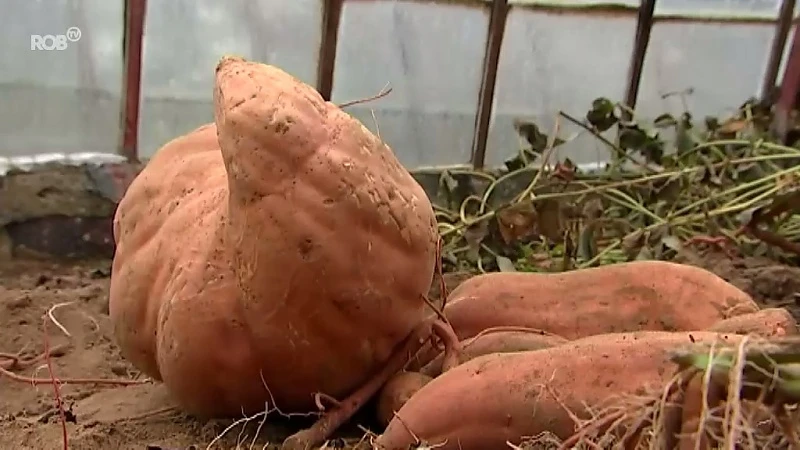 Alfred doet opvallende ontdekking in zijn serre: een zoete aardappel van 6(!) kilogram