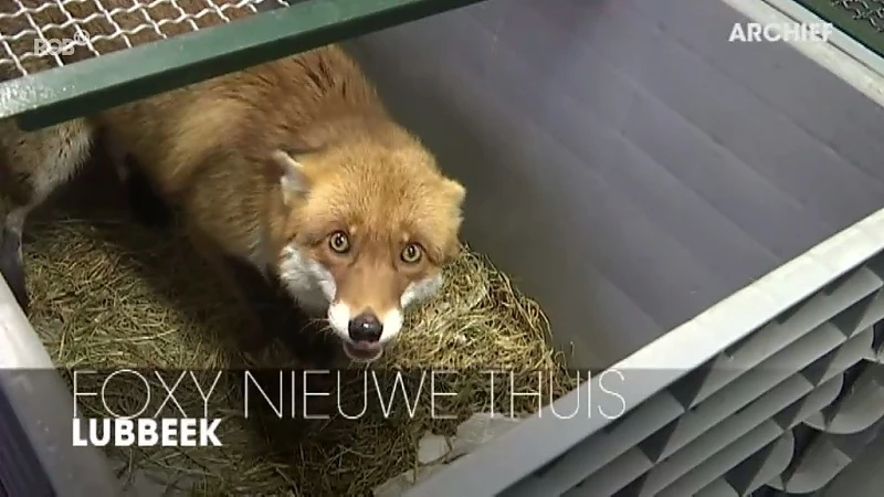 Nieuwe thuis voor tamme vos Foxy uit Lubbeek