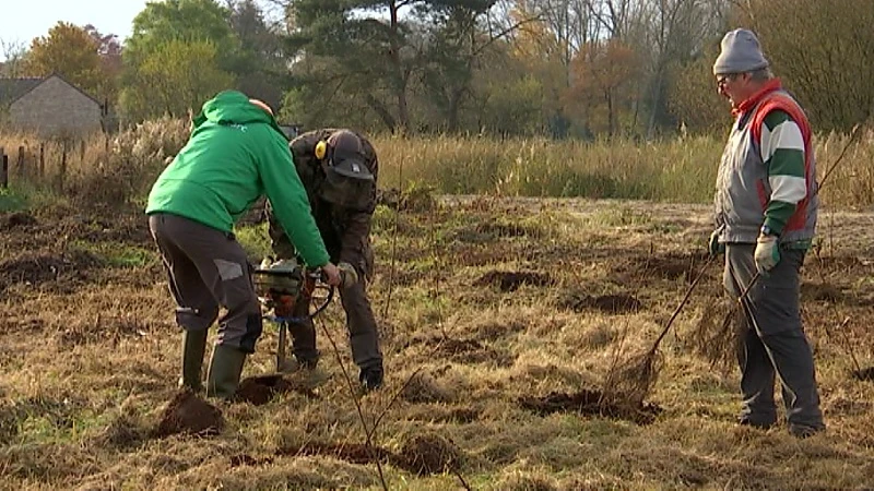 Dag van de natuur: vrijwilligers planten 1.600 bomen aan de vallei van Dassenaarde in Diest