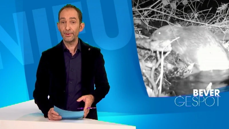 Bever op beeld vastgelegd in provinciaal domein Kessel-Lo