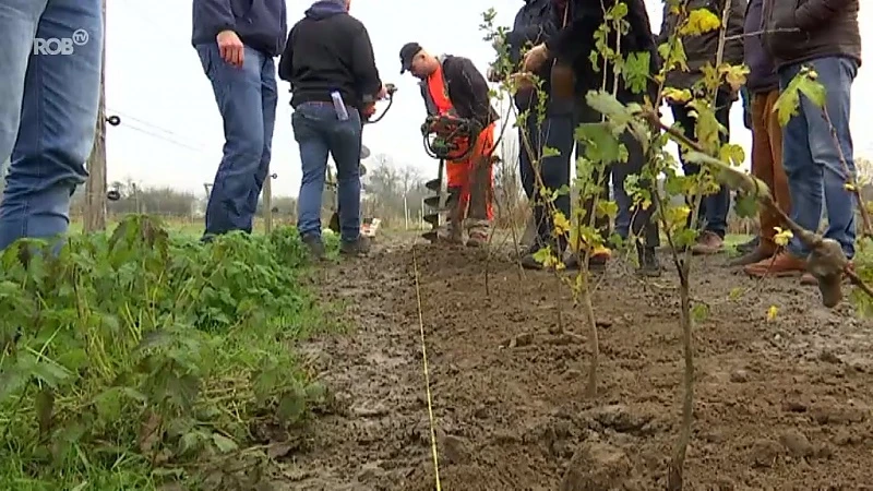 Al 100.000 bomen en struiken voor hagen geplant in Zuid-Hageland