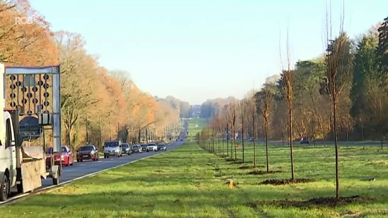 Tervurenlaan wordt opnieuw echte dreef, 500 nieuwe bomen geplant