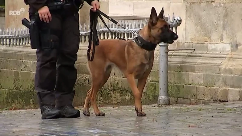 Styx wordt nieuwe patrouillehond bij politie in Scherpenheuvel-Zichem en Diest