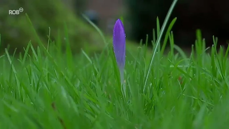 Krokussen en sneeuwklokjes staan al in bloei in Kruidtuin van Leuven