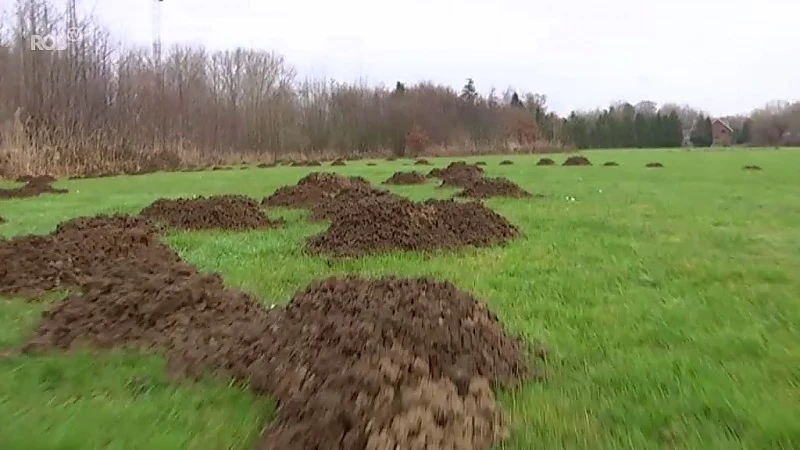 Mollen zorgen voor kopzorgen bij korfbalploeg in Boutersem