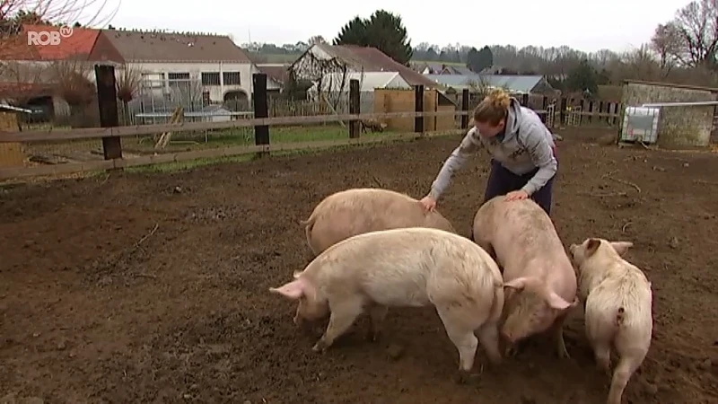 Sofie en Dimitri zorgen elke dag voor meer dan 300 dieren: "Wij redden ze van de slachtbank"