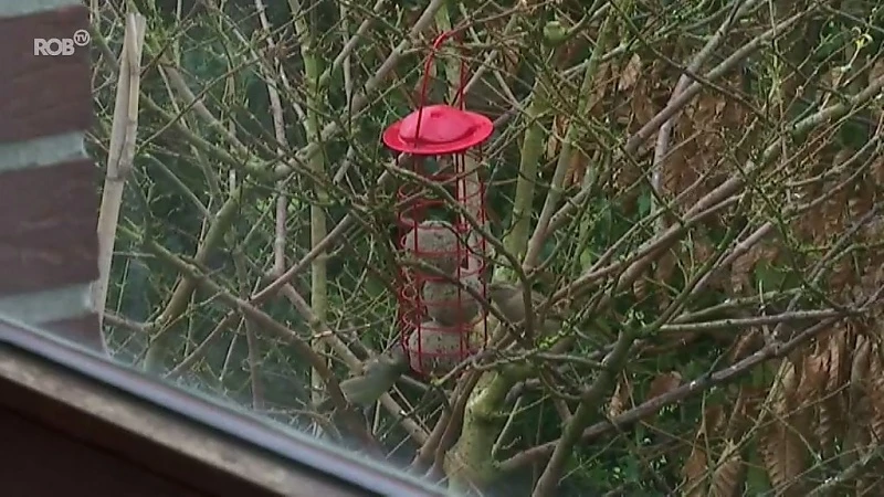 Grote Vogeltelweekend van Natuurpunt: hele regio telt vogels in z'n tuin