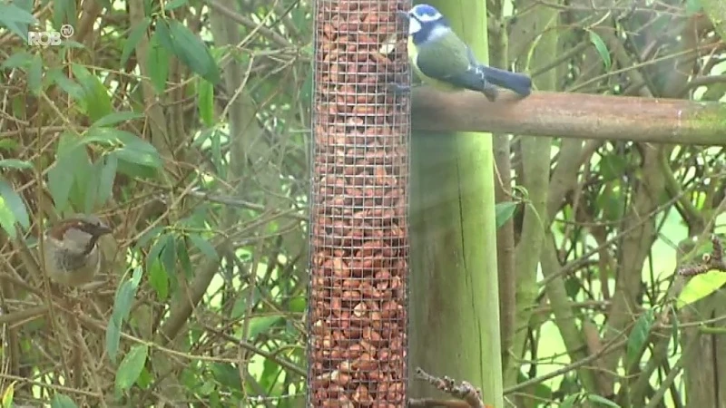 De koolmees is de meest getelde vogel in onze regio