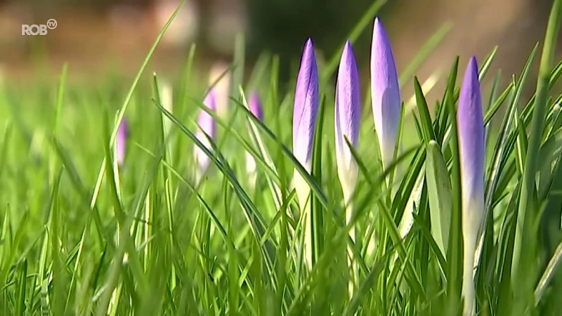 Eerste krokussen komen piepen in kruidtuin Leuven