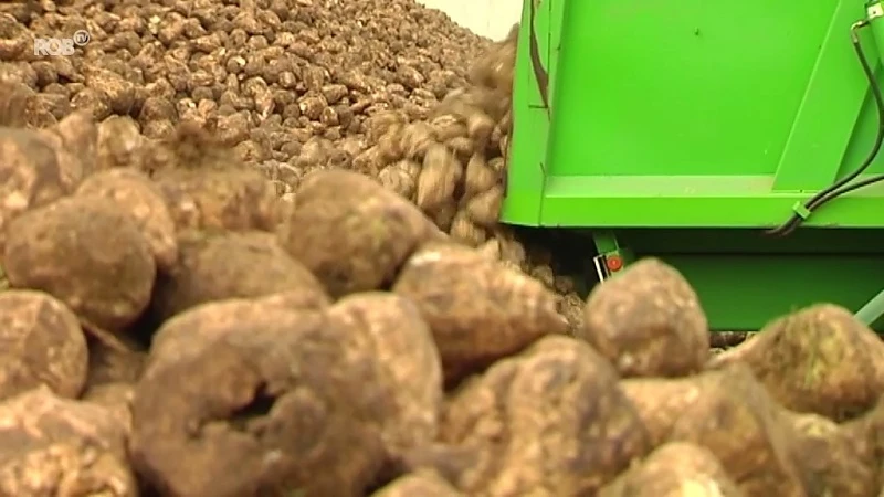 Bietencampagne zorgt voor gemiddelde opbrengst ondanks droogte