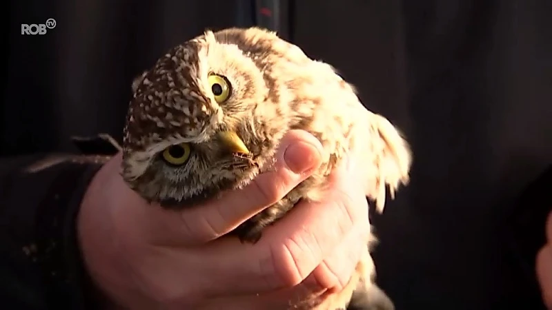 Natuurpunt controleert steenuilenkasten in Lubbeek: "Soms bouwen spreeuwen er hun nest in"