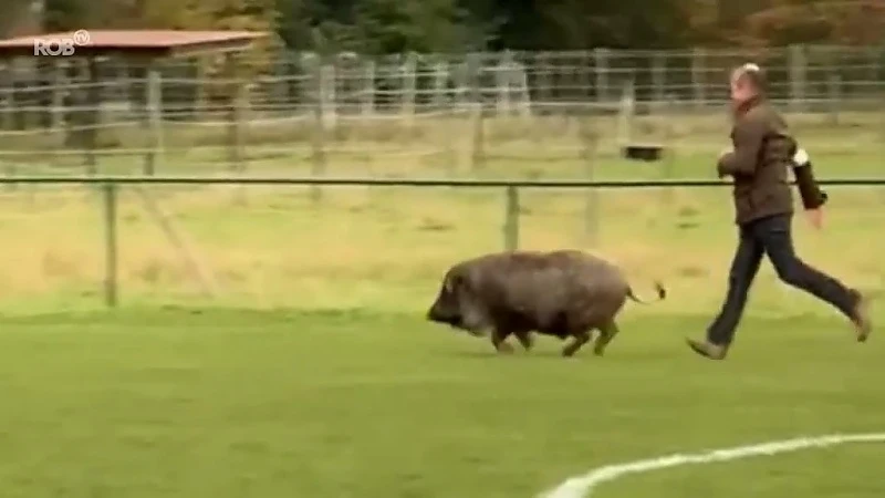 Nieuwe speler bij jeugdvoetbal KFC Diest: zwijn komt meespelen tijdens match