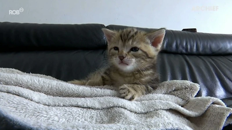 Hoofdafbeelding voor artikel Zwerfkat in Leuven zoekt gezinnen…