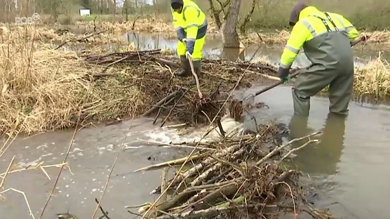 Beverdam in de Vijversbeek in Tremelo verlaagd