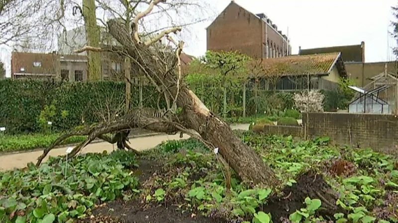 De twee doodsbeenderenbomen die de kruidtuin van Leuven rijk is, zijn omgevallen