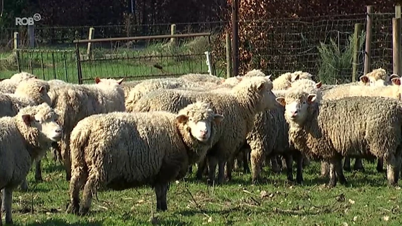 76 verwaarloosde schapen in beslag genomen op twee plaatsen in onze regio