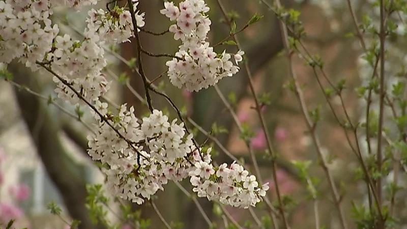 Lente op komst: kruidtuin in Leuven staat in volle bloei