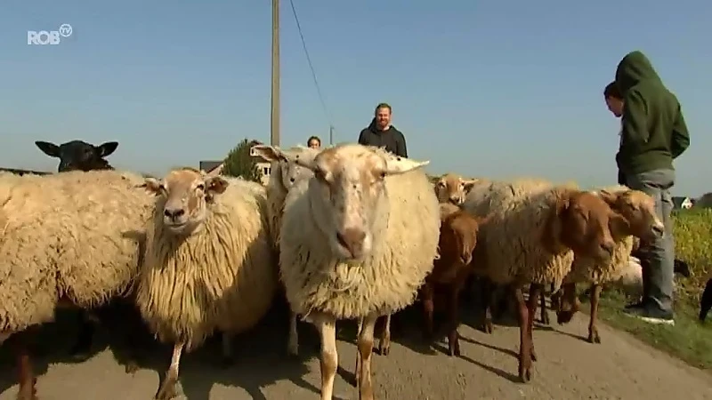 Herder Brecht trekt elke dag door de straten van Herent met 200 schapen