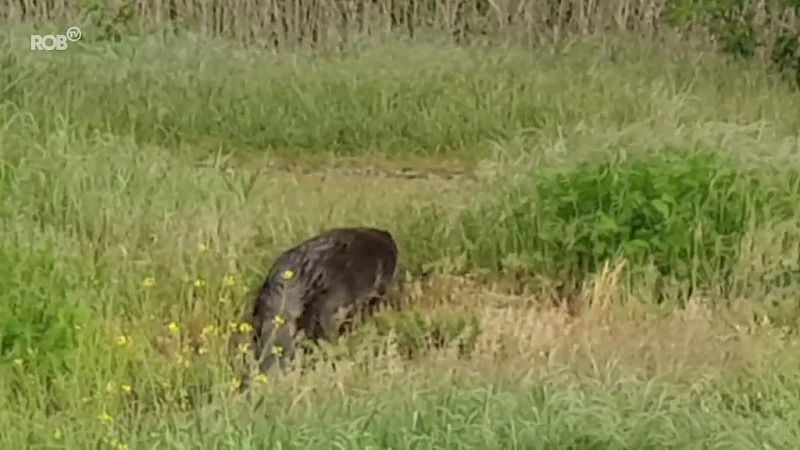 Unieke beelden: grote bever maakt wandelingetje aan Demer in Zichem