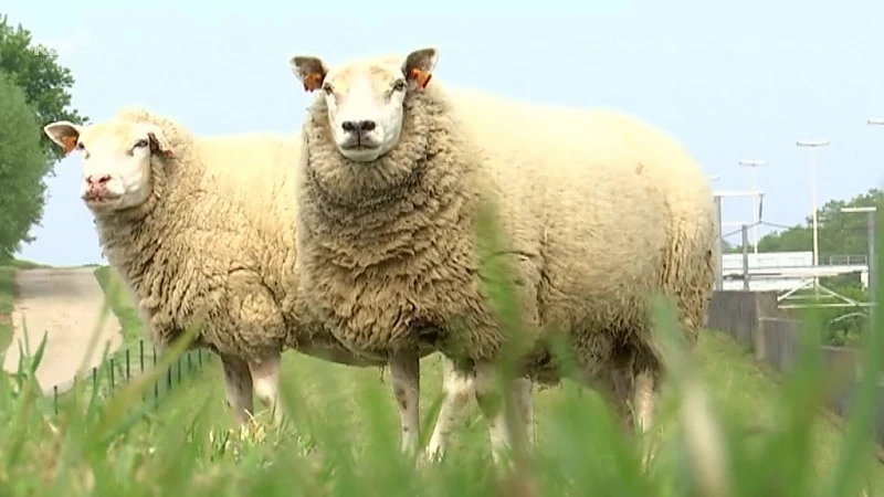 Dieven stelen ooi en 2 lammetjes uit weide in Bierbeek. Eigenaar: "ik heb hartzeer, dat is zeker."