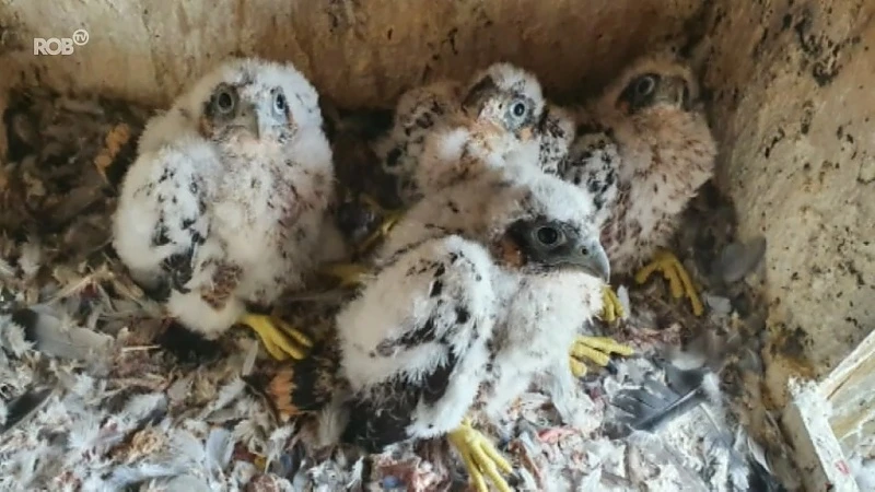 Vier slechtvalken geboren in de kerktoren van Haacht