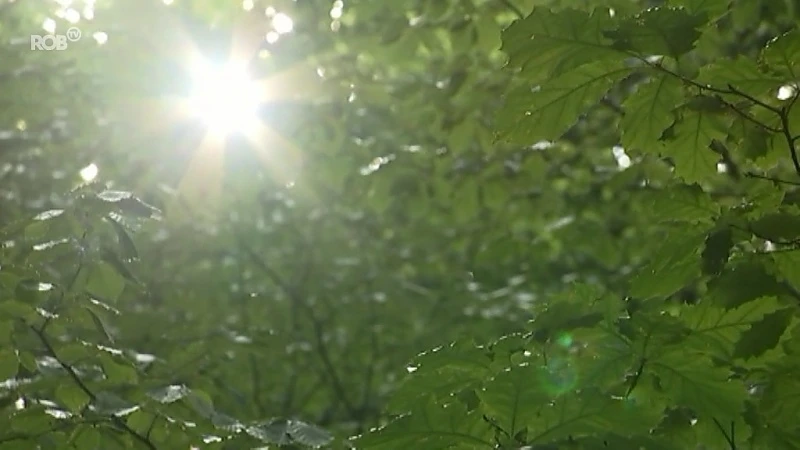 Jongeren maken het bont in Heverleebos