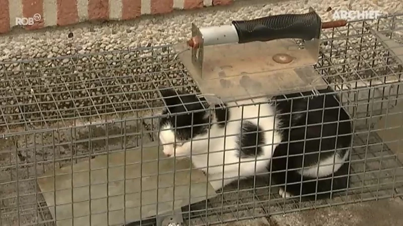 Het stadsbestuur van Tienen doet een oproep aan alle inwoners om zwerfkatten te melden.