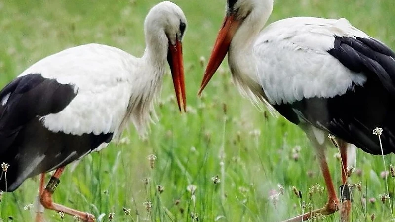 Invasie van ooievaars in Haacht