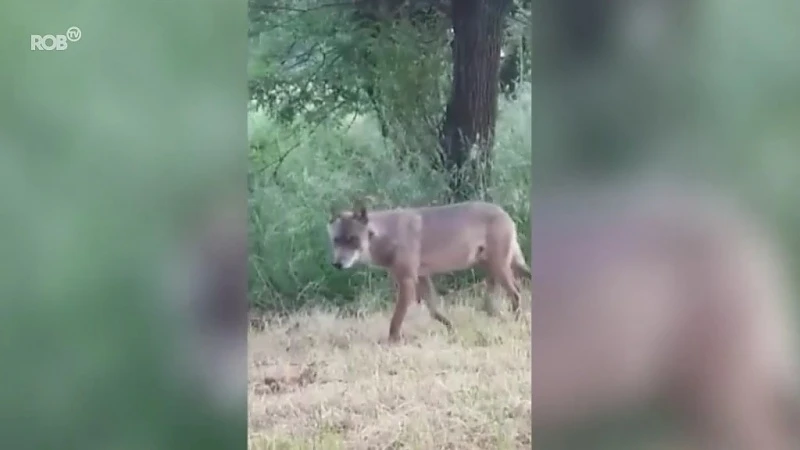 Welkom Wolf: "Het is een kwestie van tijd voor ook in Oost-Brabant wolven zitten"