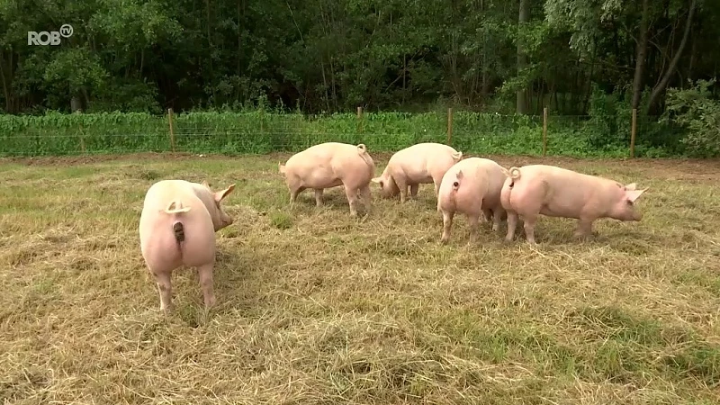 "Wie heeft mijn varken gezien?": kolos van 100 kg verdwijnt uit weiland in Haacht