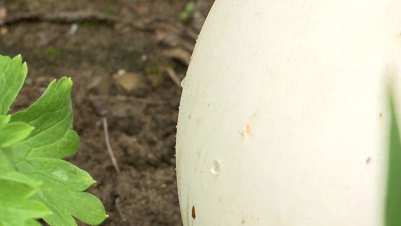 Koppel ontdekt gigantische zwam in tuin in Gelrode