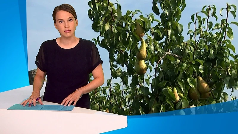 Buitenlandse seizoensarbeiders fruitpluk krijgen eerst coronatest