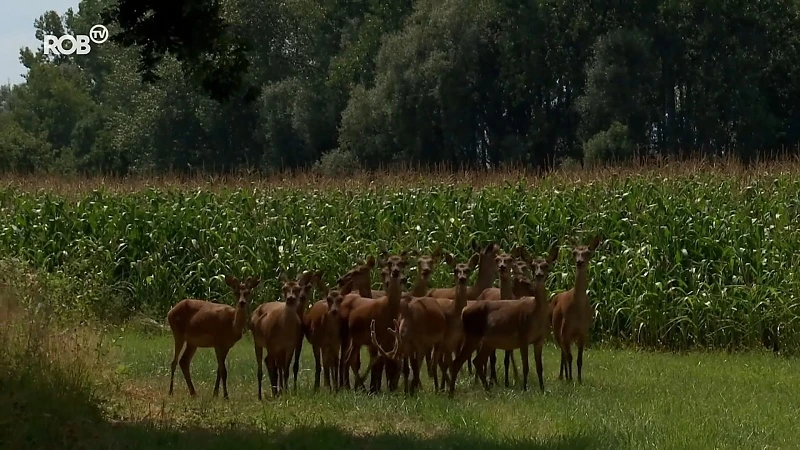 Bijna alle herten weer thuis na ontsnapping uit boerderij in Tildonk