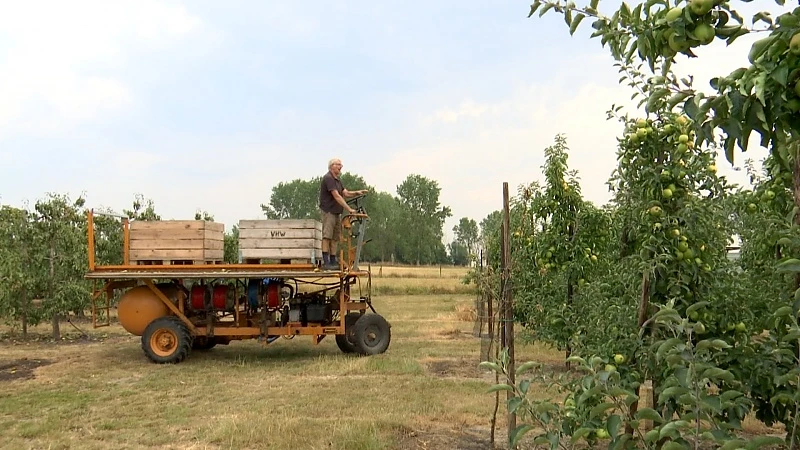 Hitte van voorbije dagen is slecht voor fruitteelt: "Wij denken dat zo'n 20% van de appels vernietigd moet worden"