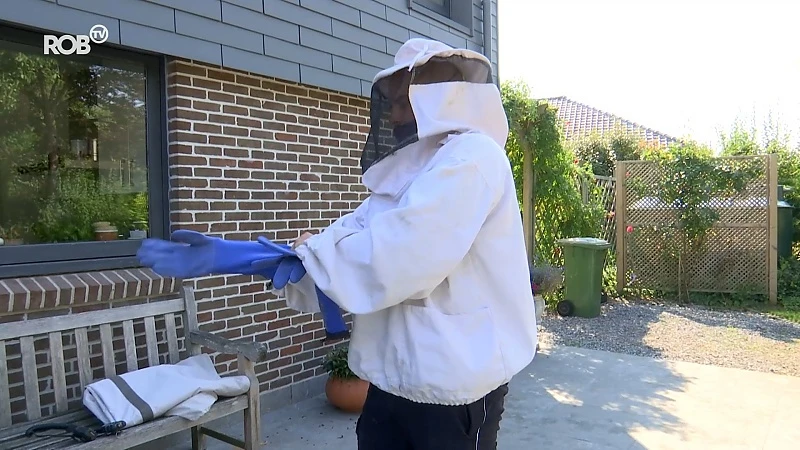 Opvallend veel wespennesten in de buurt van Leuven