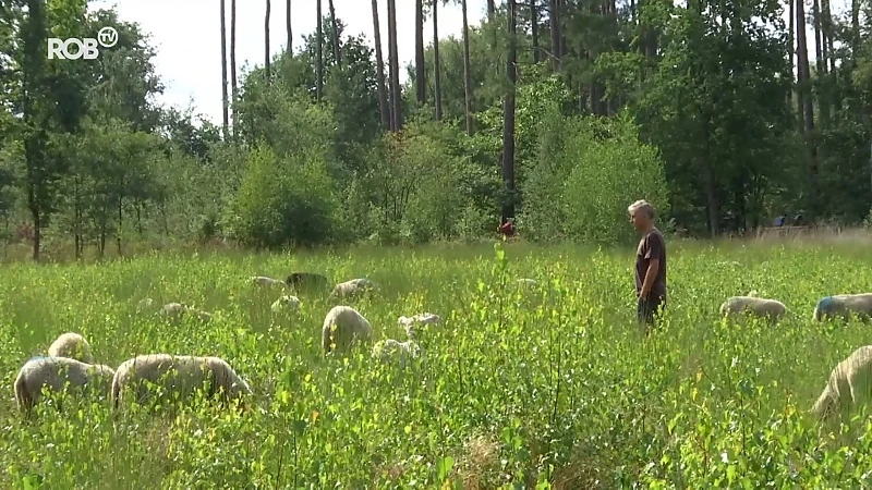 Ellendeling probeert tot 5 keer toe schapen te laten ontsnappen in Averbode Bos & Heide