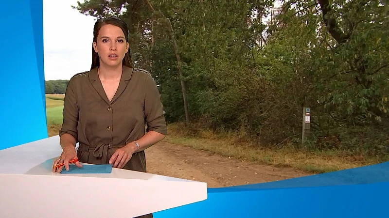Politie Demerdal vindt buizerd en dode kraai in vogelval in Diest
