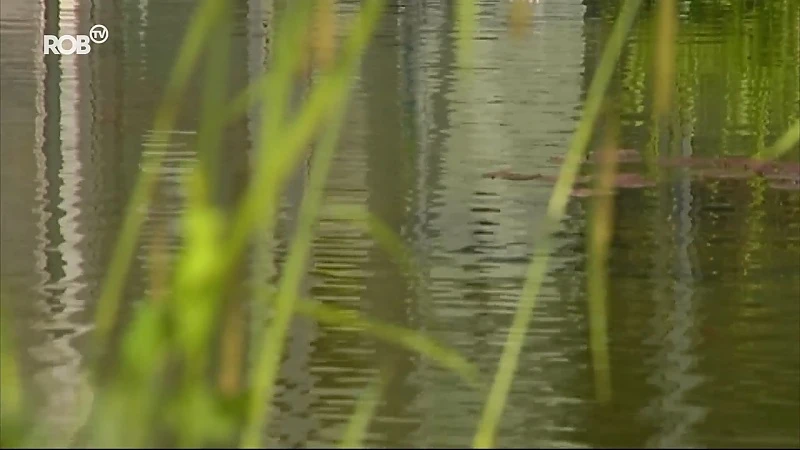 Openbare zwemvijver in Lubbeek? Gemeente onderzoekt mogelijke pistes